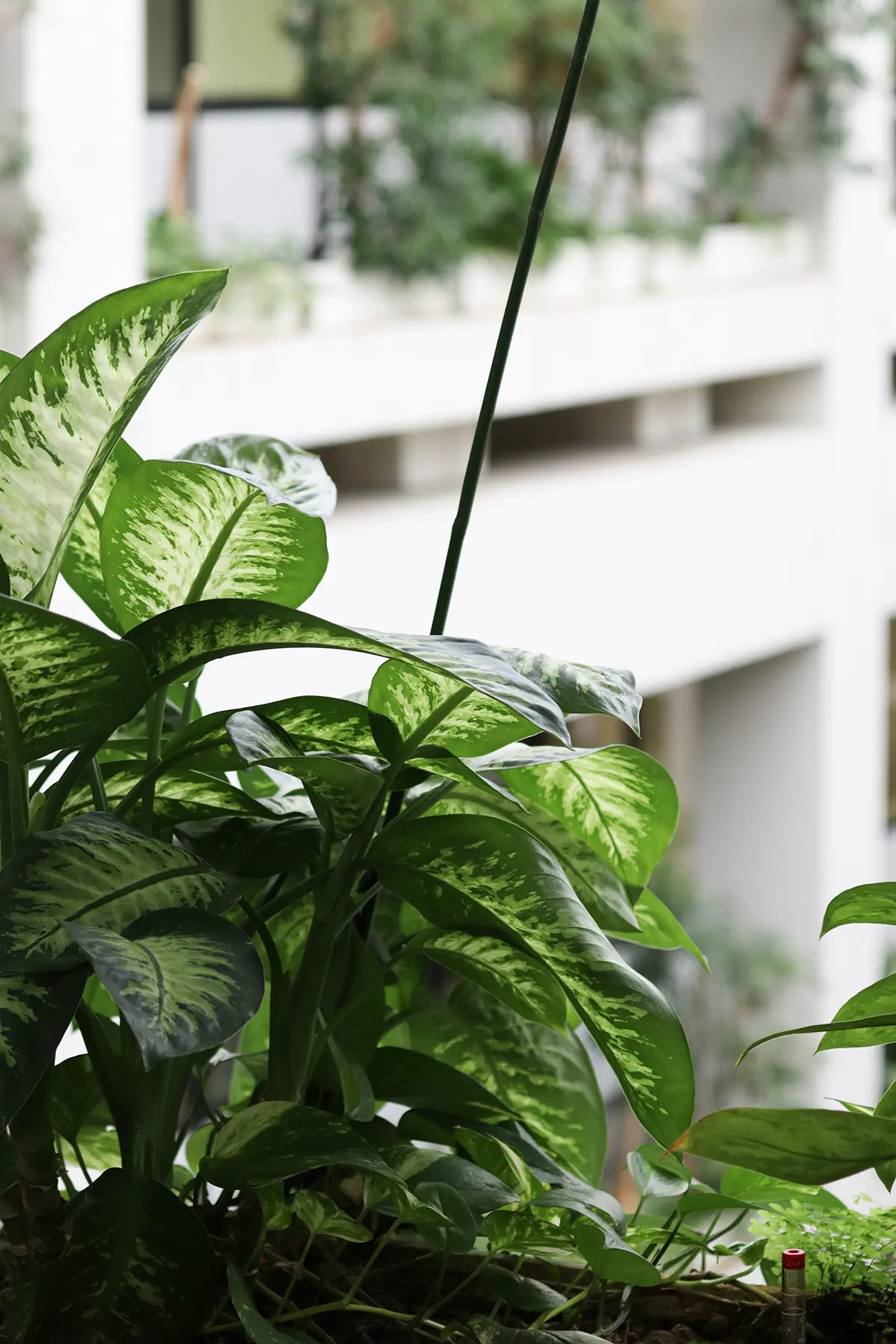 Eine Pflanze im Vordergrund. Im Hintergrund ist ein Atrium zu sehen.