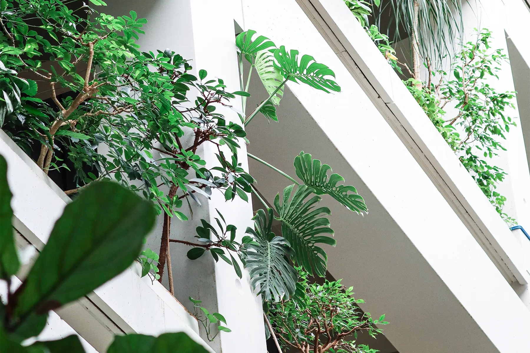 Architektonisches Bild der Pflanzenkultur im Krankenhaus.